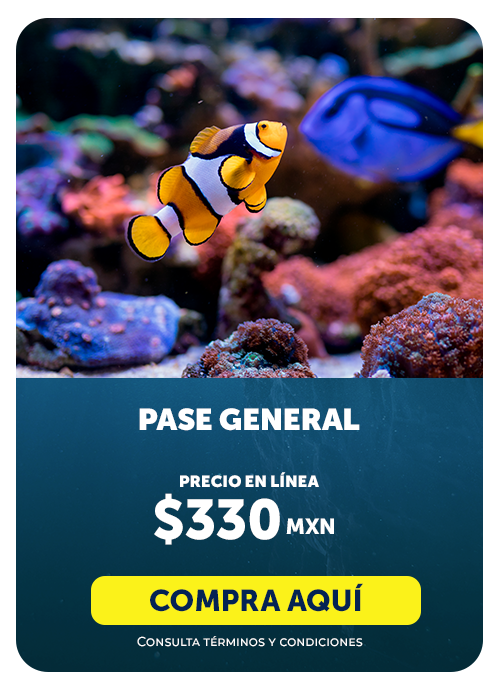 PASE GENERAL 6.15.15 p.m